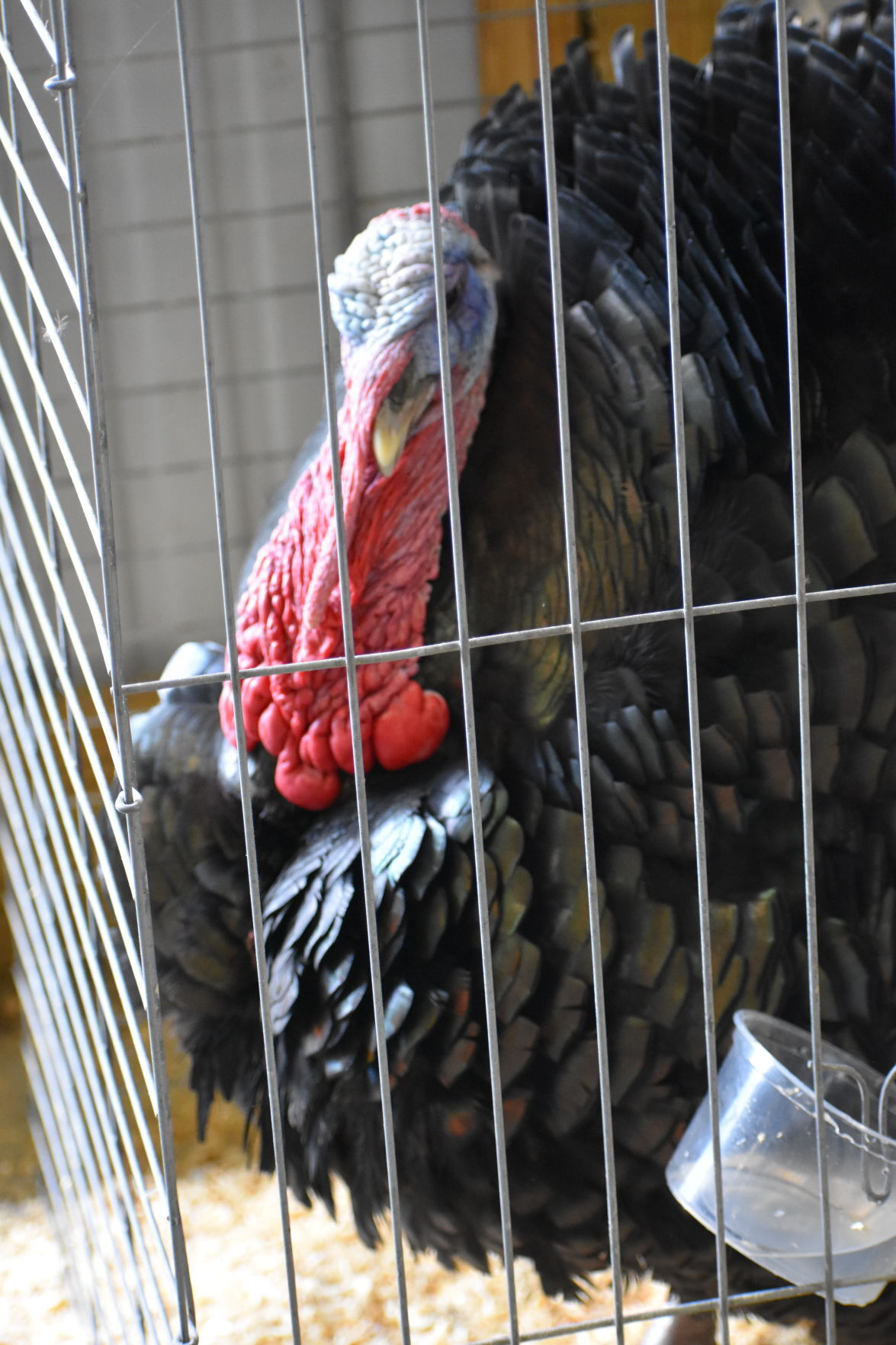 Turkey showing